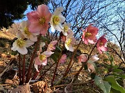 06 Ellebori in fiore sul sentiero panoramico 503 in discesa da Cima Cornetti